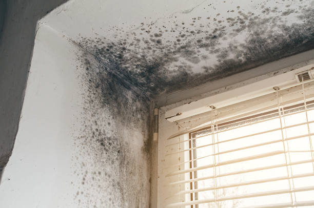 Trusted Bathroom Mold Removal service in Belvidere, NJ - Cheap Mold Removal